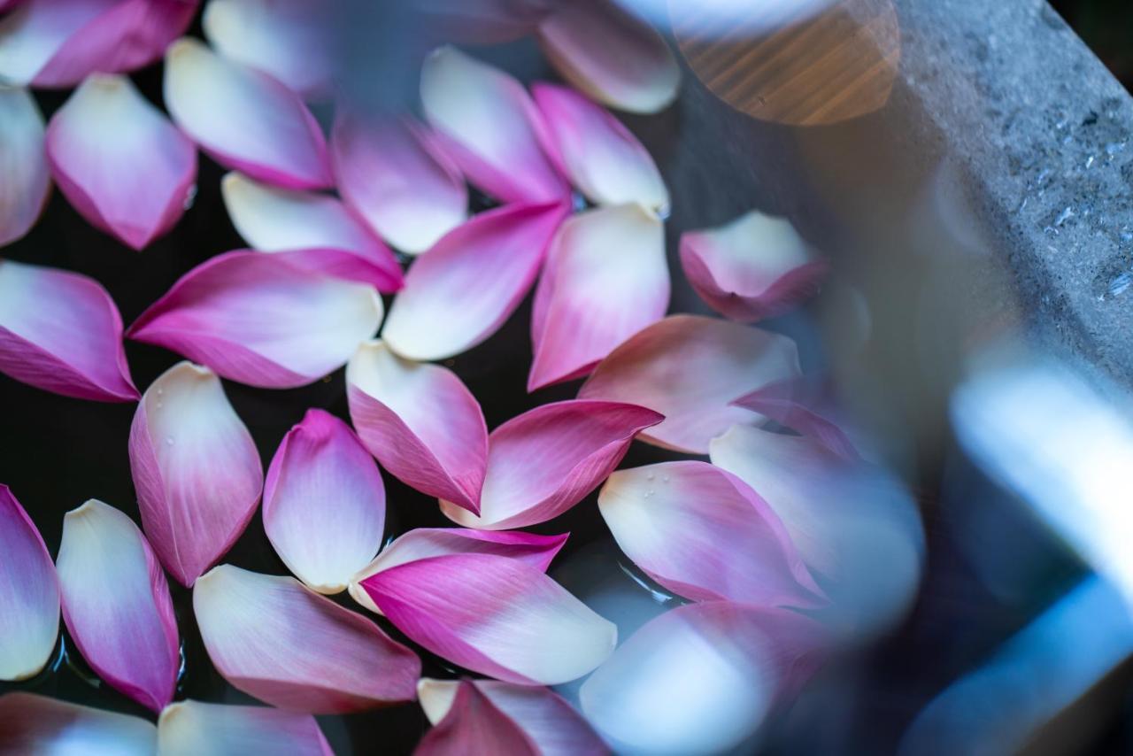 Shintana Saya La Maison Siem Reap Exterior photo Lotus petals